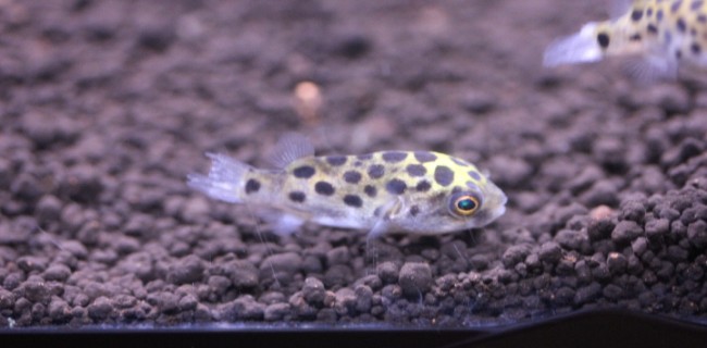 完全淡水ミドリフグ