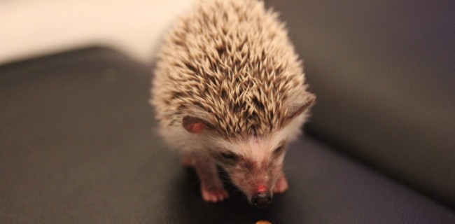 ハリネズミ　