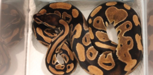 ★ボールパイソン★