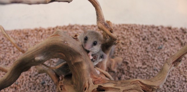 アフリカヤマネ