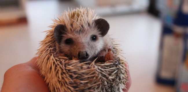 可愛いハリネズミの子供♪