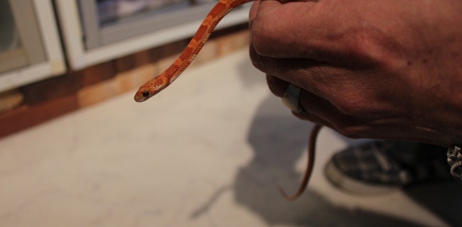 コーンスネーク