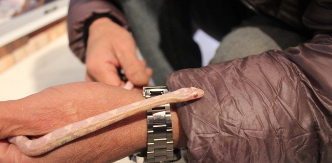 コーンスネーク