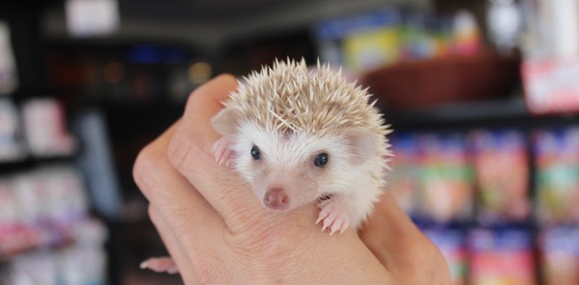 可愛いホワイトカラーのハリネズミ♪