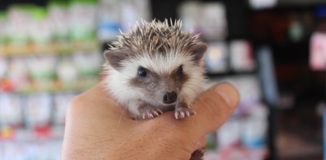 可愛いスタンダードカラーのハリネズミ♪