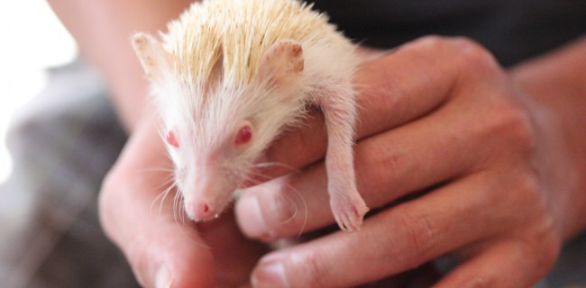 ハリネズミ！！≪アルビノ≫