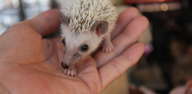 ハリネズミ！！≪プラチナ≫