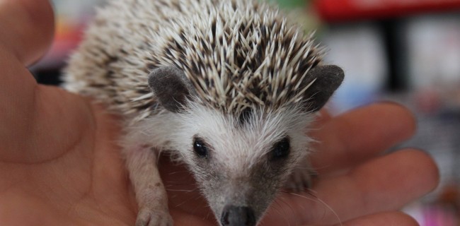 ハリネズミ！！≪スタンダードカラー≫