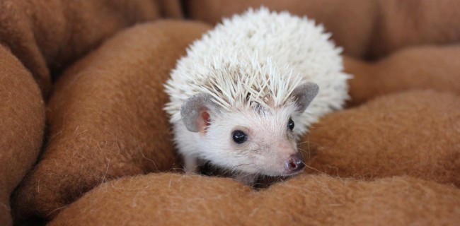 ハリネズミ！！≪プラチナ≫