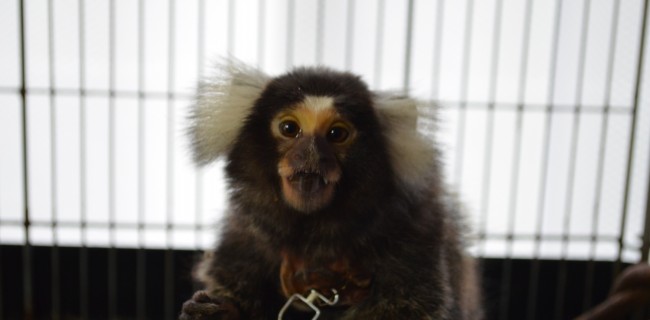 コモンマーモセットの男の子♪