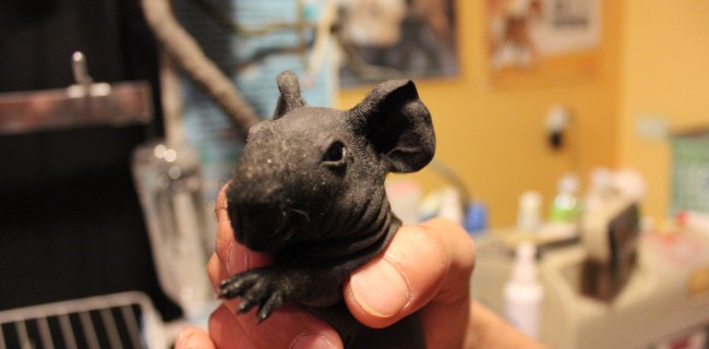 スキニーギニアピッグ♂