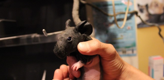 スキニーギニアピッグ♀