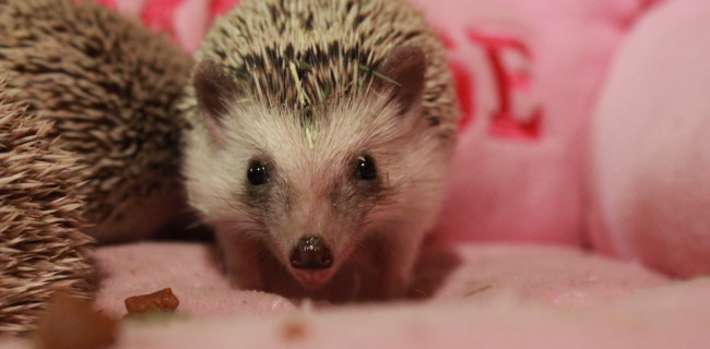 ハリネズミ🐭×3