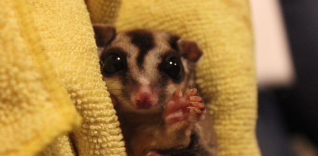 モモンガ、可愛いモモたん♪