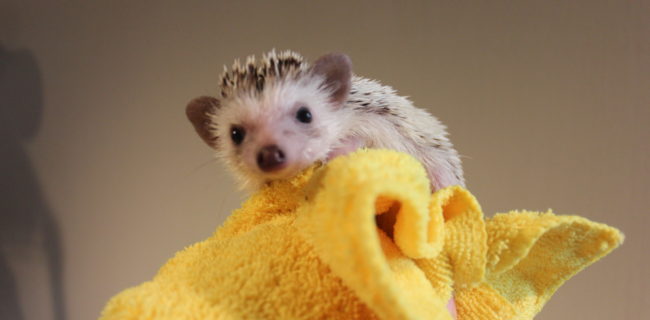 ハリネズミ🐭×３