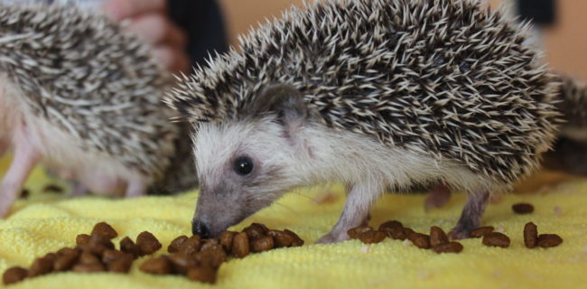 ハリネズミ🐭×９