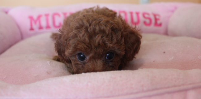 更新しました♪