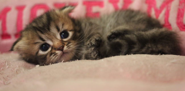 ナポレオン→ミヌエット