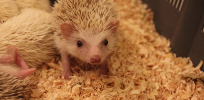 ハリネズミ🐭×２