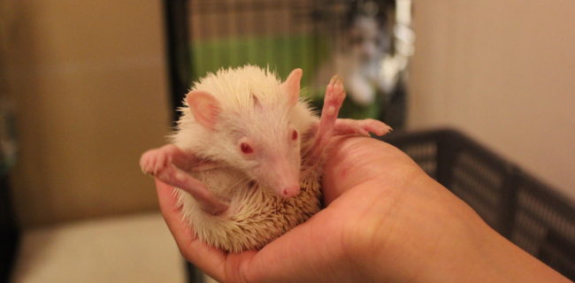 ていやぁぁぁぁ