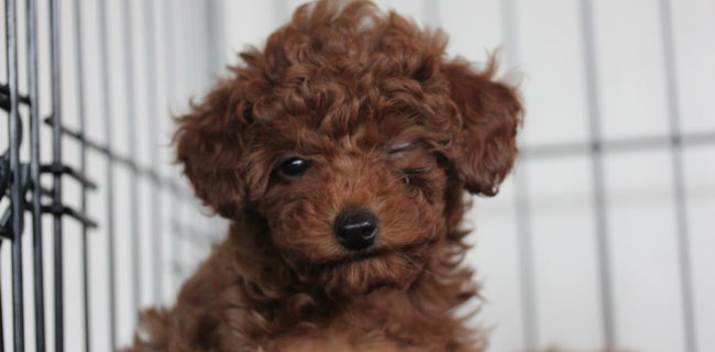 ウィンクできるよ