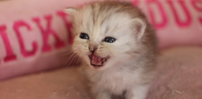 にゃーandネズミ