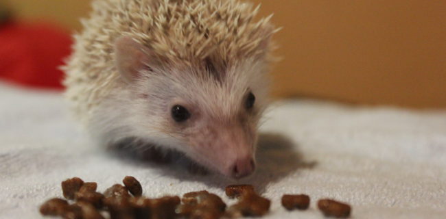 ハリネズミ🐭×5