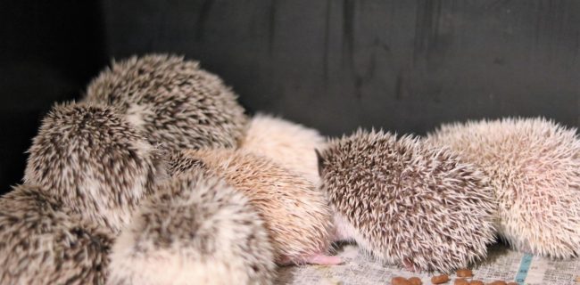 ハリネズミ（ピグミーヘッジホック）×２０