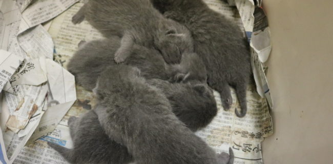 出産❤ブリティッシュショートヘアー5匹